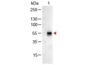 Western blot - Goat Anti-Rabbit IgG H&L (Alkaline Phosphatase) (AB6722), expandable thumbnail