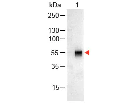 Western blot - Goat Anti-Rabbit IgG H&L (Alkaline Phosphatase) (AB6722)
