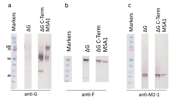 Western blot - Goat Anti-Rabbit IgG H&L (Alkaline Phosphatase) (AB97048), expandable thumbnail