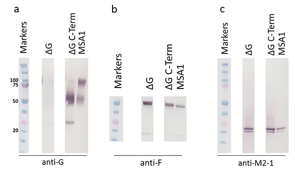 Western blot - Goat Anti-Rabbit IgG H&L (Alkaline Phosphatase) (AB97048)