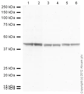 Western blot - Goat Anti-Rabbit IgG H&L (Alkaline Phosphatase) (AB97048)