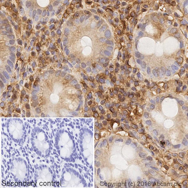 Immunohistochemistry (Formalin/PFA-fixed paraffin-embedded sections) - Goat Anti-Rabbit IgG H&L (Biotin) (AB207995)