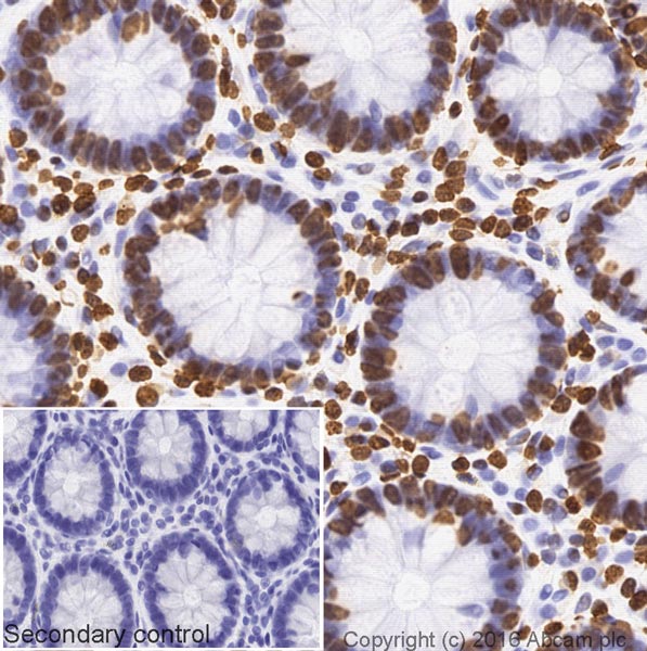 Immunohistochemistry (Formalin/PFA-fixed paraffin-embedded sections) - Goat Anti-Rabbit IgG H&L (Biotin) (AB207995), expandable thumbnail