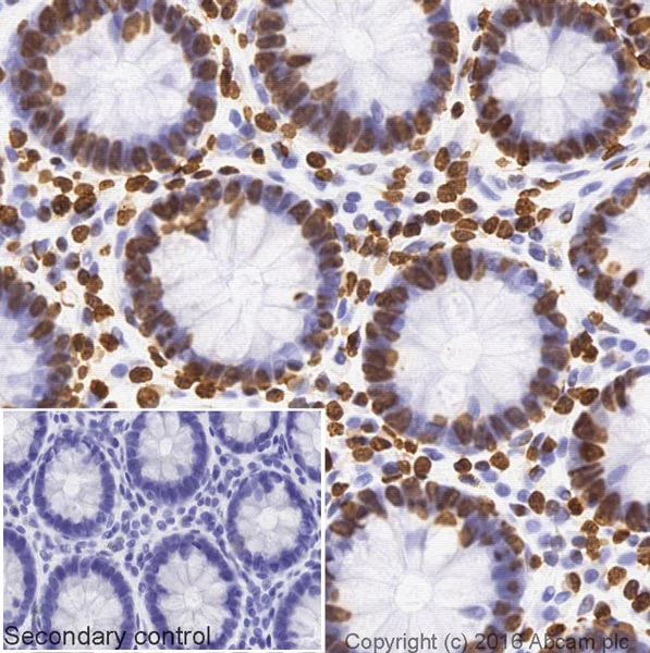 Immunohistochemistry (Formalin/PFA-fixed paraffin-embedded sections) - Goat Anti-Rabbit IgG H&L (Biotin) (AB207995)