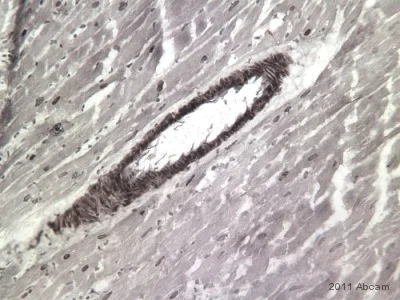 Immunohistochemistry (Frozen sections) - Goat Anti-Rabbit IgG H&L (Biotin) (AB6720)