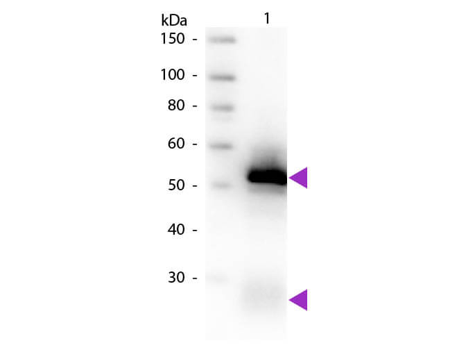 Western blot - Goat Anti-Rabbit IgG H&L (Biotin) preadsorbed (AB7089), expandable thumbnail