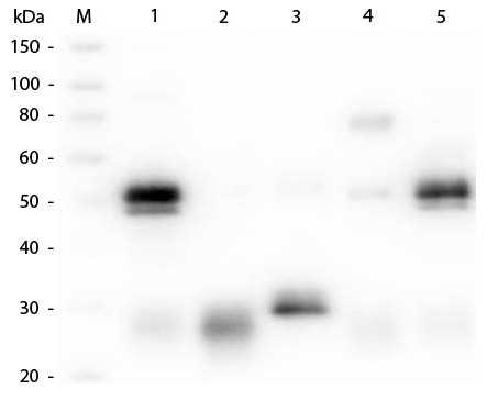 Western blot - Goat Anti-Rabbit IgG H&L (Cy2 ®) preadsorbed (AB6940), expandable thumbnail