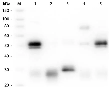 Western blot - Goat Anti-Rabbit IgG H&L (Cy2 ®) preadsorbed (AB6940)