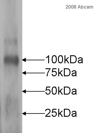 Western blot - Goat Anti-Rabbit IgG H&L (Cy2 ®) preadsorbed (AB6940)