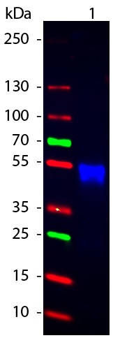 Western blot - Goat Anti-Rabbit IgG H&L (Cy2 ®) preadsorbed (AB6940), expandable thumbnail