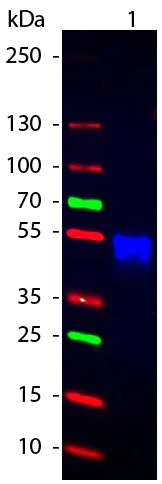Western blot - Goat Anti-Rabbit IgG H&L (Cy2 ®) preadsorbed (AB6940)