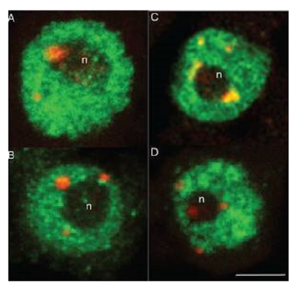 Immunocytochemistry/ Immunofluorescence - Goat Anti-Rabbit IgG H&L (Cy3 ®) preadsorbed (AB6939), expandable thumbnail