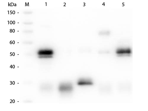 Western blot - Goat Anti-Rabbit IgG H&L (Cy3 ®) preadsorbed (AB6939), expandable thumbnail