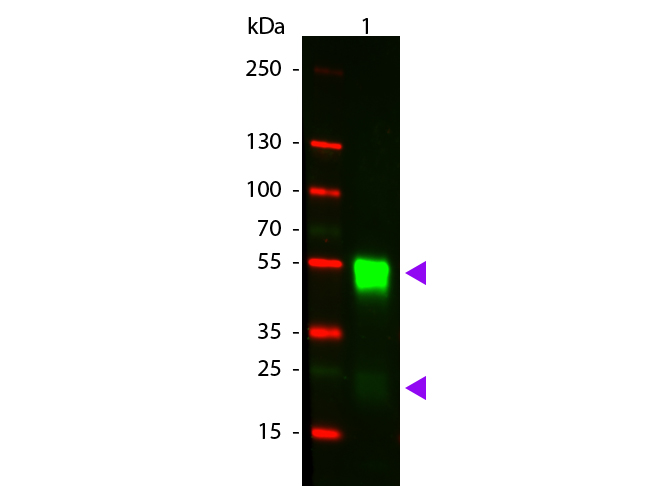 Western blot - Goat Anti-Rabbit IgG H&L (Cy3 ®) preadsorbed (AB6939), expandable thumbnail