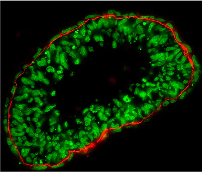 Immunohistochemistry (Frozen sections) - Goat Anti-Rabbit IgG H&L (Cy3 ®) preadsorbed (AB97075)
