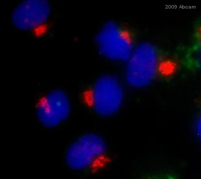 Immunocytochemistry/ Immunofluorescence - Goat Anti-Rabbit IgG H&L (Cy5 ®) preadsorbed (AB6564)