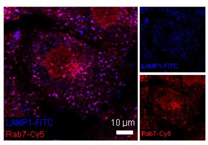 Immunocytochemistry/ Immunofluorescence - Goat Anti-Rabbit IgG H&L (Cy5 ®) preadsorbed (AB97077), expandable thumbnail