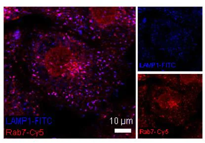 Immunocytochemistry/ Immunofluorescence - Goat Anti-Rabbit IgG H&L (Cy5 ®) preadsorbed (AB97077)