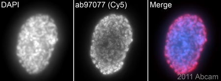 Immunocytochemistry/ Immunofluorescence - Goat Anti-Rabbit IgG H&L (Cy5 ®) preadsorbed (AB97077), expandable thumbnail