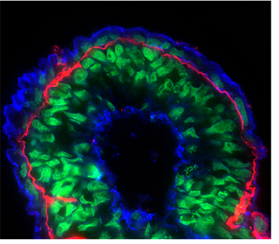 Immunohistochemistry (Frozen sections) - Goat Anti-Rabbit IgG H&L (Cy5 ®) preadsorbed (AB97077), expandable thumbnail