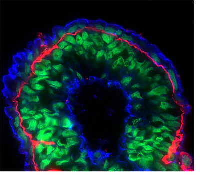 Immunohistochemistry (Frozen sections) - Goat Anti-Rabbit IgG H&L (Cy5 ®) preadsorbed (AB97077)