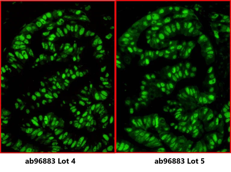 Goat Anti Rabbit (IgG) secondary antibody DyLight® 488 (ab96883