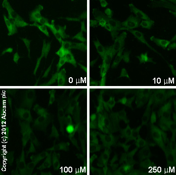 Immunocytochemistry/ Immunofluorescence - Goat Anti-Rabbit IgG H&L (DyLight® 488) preadsorbed (AB96899), expandable thumbnail