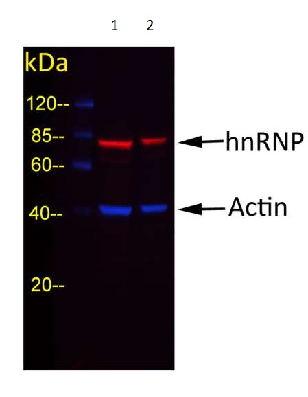 Western blot - Goat Anti-Rabbit IgG H&L (DyLight® 488) preadsorbed (AB96899), expandable thumbnail