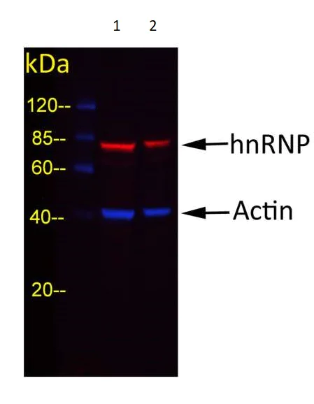 Western blot - Goat Anti-Rabbit IgG H&L (DyLight® 488) preadsorbed (AB96899)