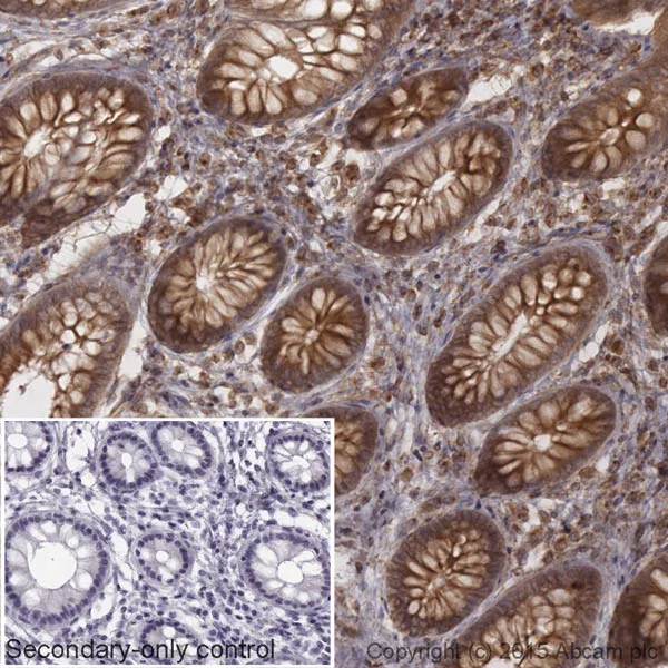 Immunohistochemistry (Formalin/PFA-fixed paraffin-embedded sections) - Goat Anti-Rabbit IgG H&L (HRP) (AB205718)