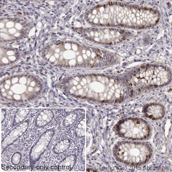 Immunohistochemistry (Formalin/PFA-fixed paraffin-embedded sections) - Goat Anti-Rabbit IgG H&L (HRP) (AB205718)