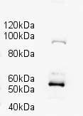 Western blot - Goat Anti-Rabbit IgG H&L (HRP) (AB6721)