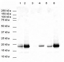 Western blot - Goat Anti-Rabbit IgG H&L (HRP) (AB6721)