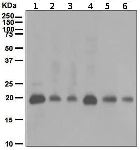 Western blot - Goat Anti-Rabbit IgG H&L (HRP) (AB6721)