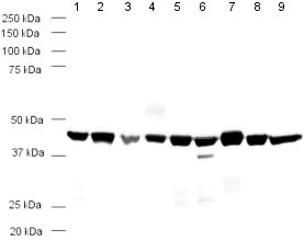 Western blot - Goat Anti-Rabbit IgG H&L (HRP) (AB6721)