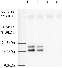 Western blot - Goat Anti-Rabbit IgG H&L (HRP) (AB6721)