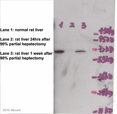 Western blot - Goat Anti-Rabbit IgG H&L (HRP) (AB6721)