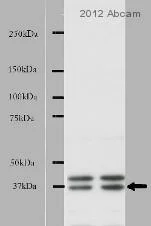 Western blot - Goat Anti-Rabbit IgG H&L (HRP) (AB6721)