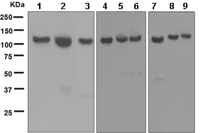 Western blot - Goat Anti-Rabbit IgG H&L (HRP) (AB6721)