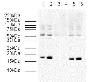 Western blot - Goat Anti-Rabbit IgG H&L (HRP) (AB6721)