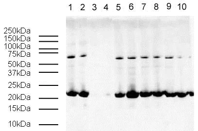 Western blot - Goat Anti-Rabbit IgG H&L (HRP) (AB6721)