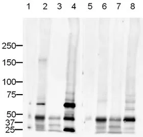 Western blot - Goat Anti-Rabbit IgG H&L (HRP) (AB6721)