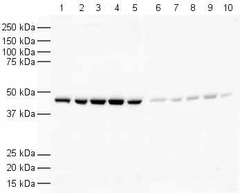 Western blot - Goat Anti-Rabbit IgG H&L (HRP) (AB6721)