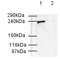 Western blot - Goat Anti-Rabbit IgG H&L (HRP) (AB6721)