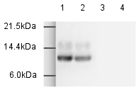 Western blot - Goat Anti-Rabbit IgG H&L (HRP) (AB6721)