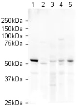 Western blot - Goat Anti-Rabbit IgG H&L (HRP) (AB6721)