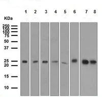Western blot - Goat Anti-Rabbit IgG H&L (HRP) (AB6721)