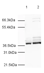 Western blot - Goat Anti-Rabbit IgG H&L (HRP) (AB6721)