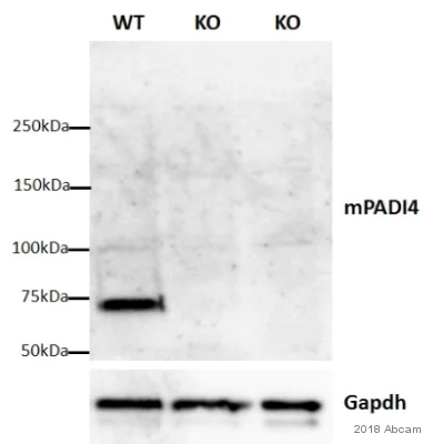 Western blot - Goat Anti-Rabbit IgG H&L (HRP) (AB6721)