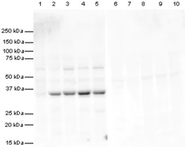 Western blot - Goat Anti-Rabbit IgG H&L (HRP) (AB6721)